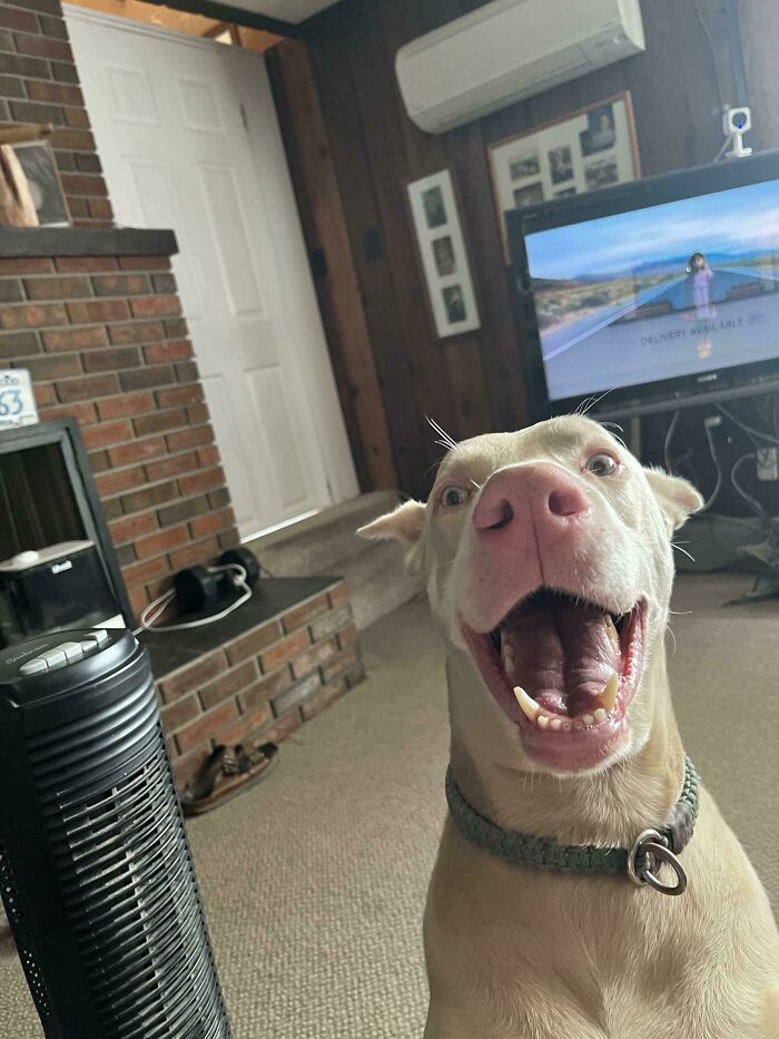 Blue’s All-In on Full Derp Mode