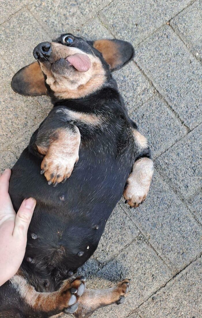 One Neighbor’s Seriously Old (and Adorable) Dachshund