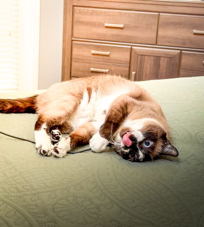 Classic Mlem Moment