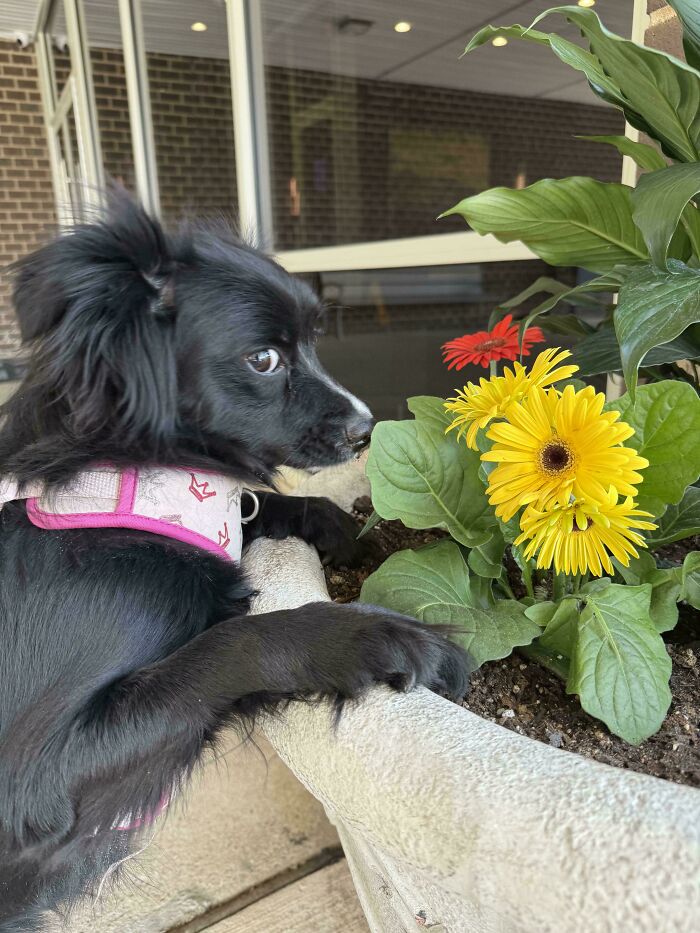 Tried for a Nice Flower Sniff Pic, But Stella Was Suspicious AF