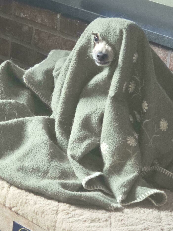 Dog’s Blanket Has a Hole – Mystery Solved