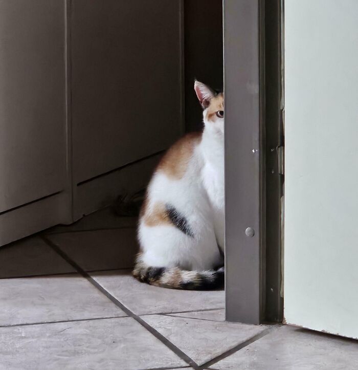 She Mostly Lives Outside, But When She Comes In, This Stare Happens