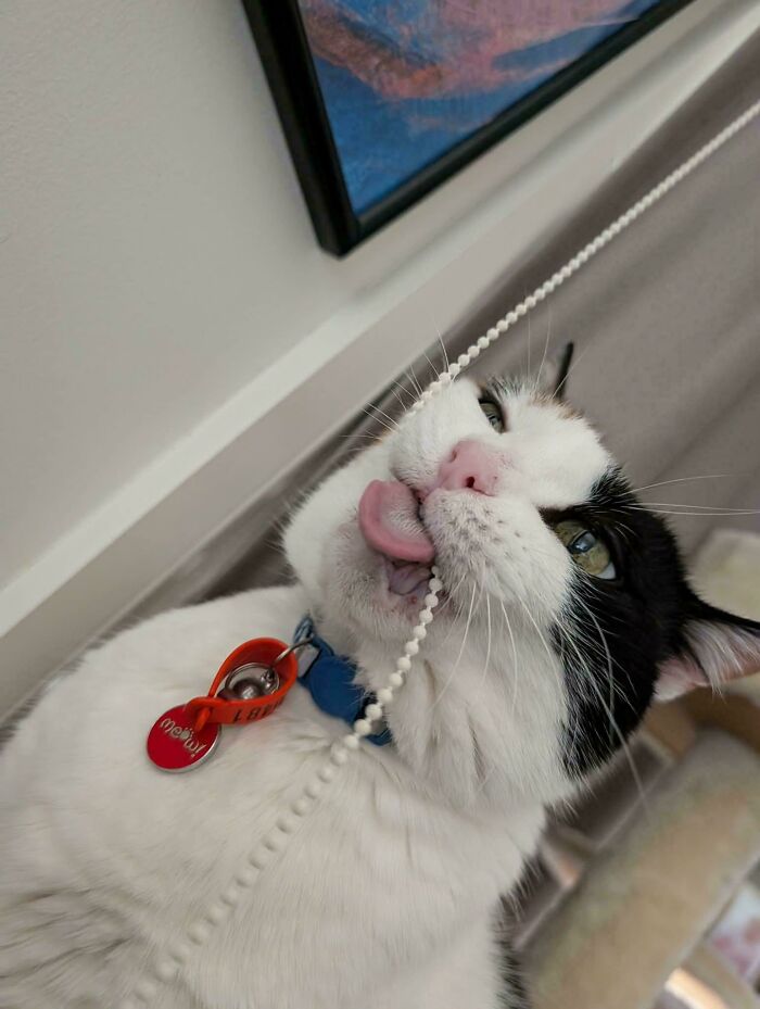 Meet Lady Valentina, The Princess of Derp
