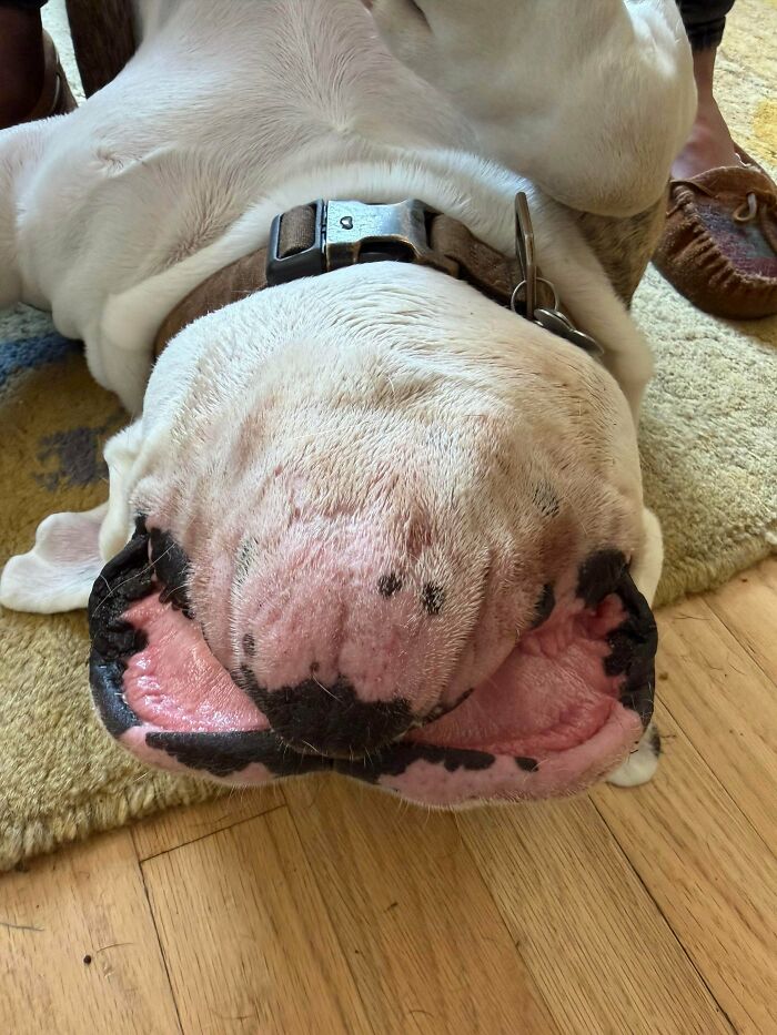 Hank and His Fancy Abalone Lips