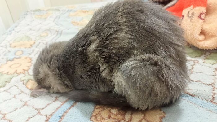 Why Does My Cat Sleep Like This? Emergency Cute Alert!