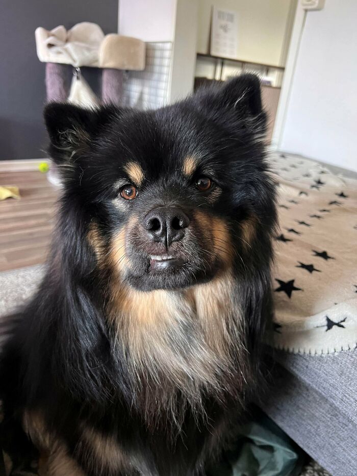 Resting Derp Face On Point