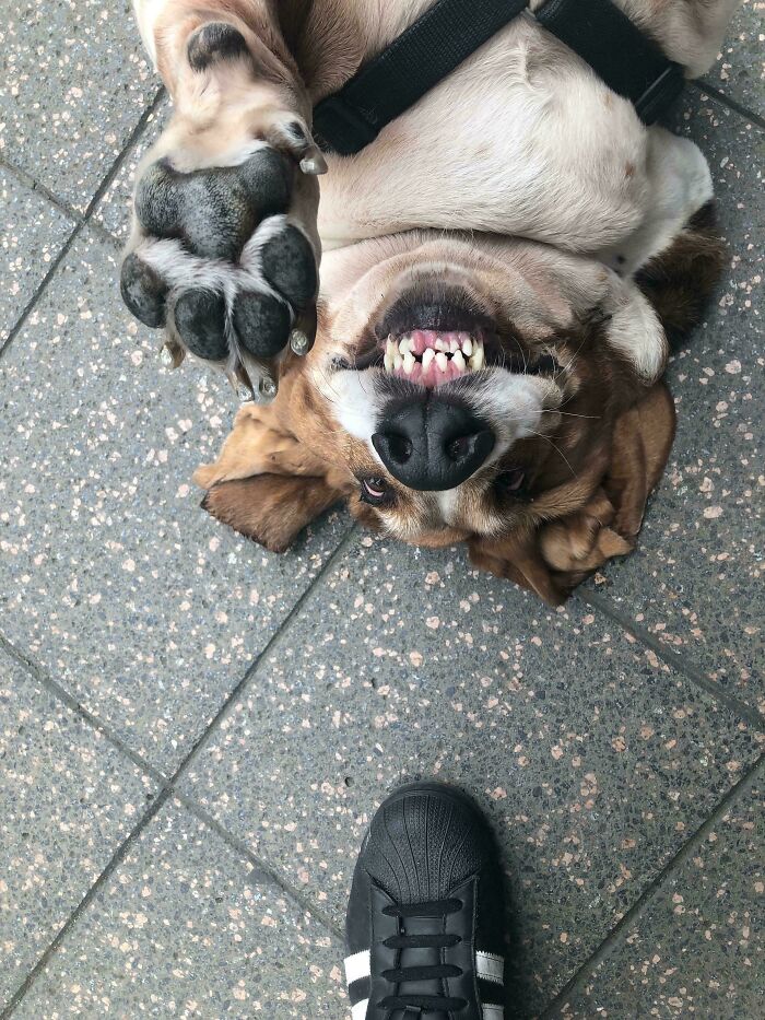 Demanding Pats Like a Boss