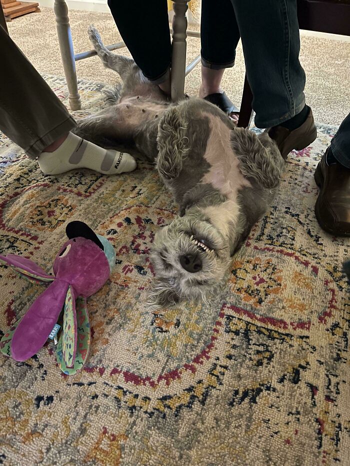 Bored of Humans Playing Cards? Same!