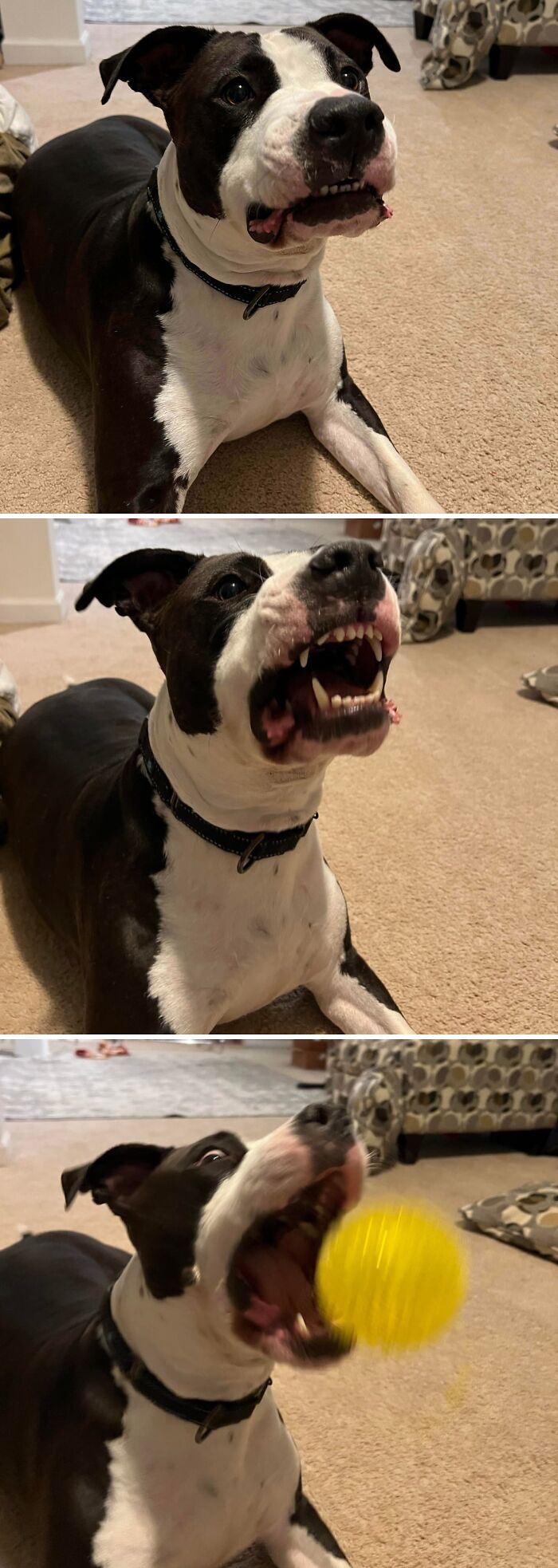 Tossing a Ball to My Derp: Epic Fail Edition