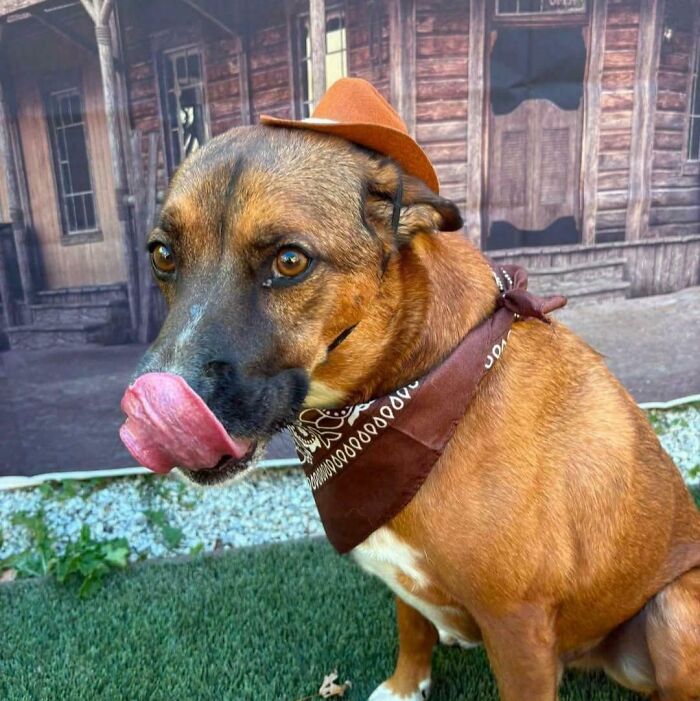This Dog’s Wild West Pawty Went Viral on Instagram