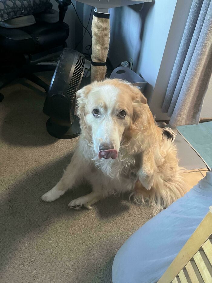 When Luna Has an Itch, This Tongue Happens