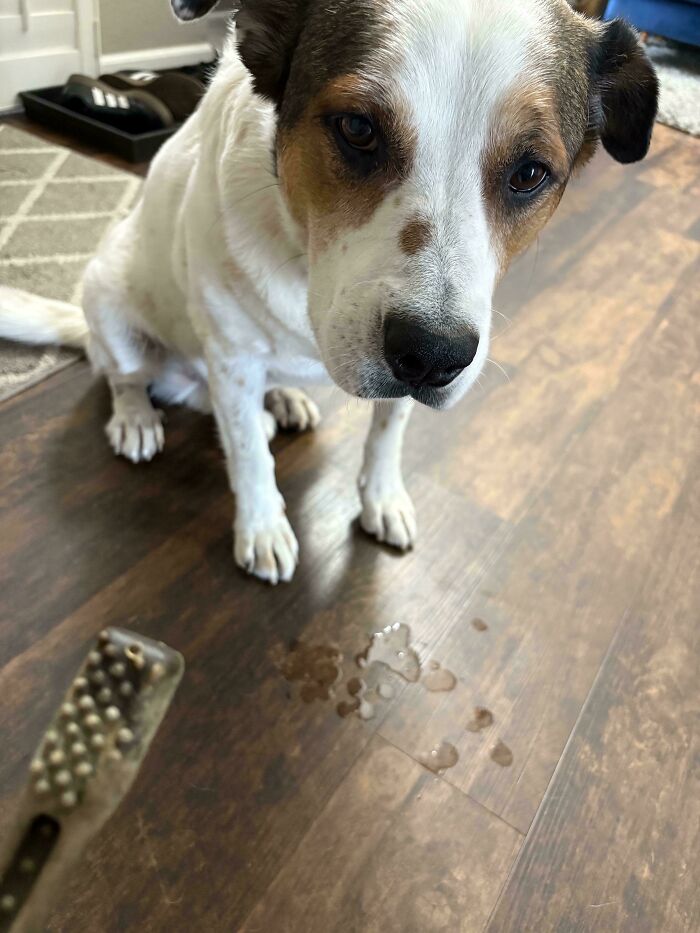 Wish My Dog Could Tell Me if He Wants This Snack