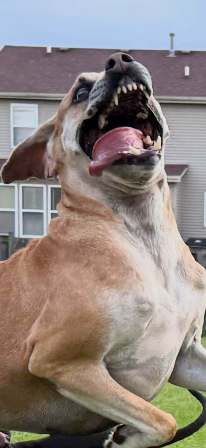 My Dog’s Got the Most Amazing Facial Expressions