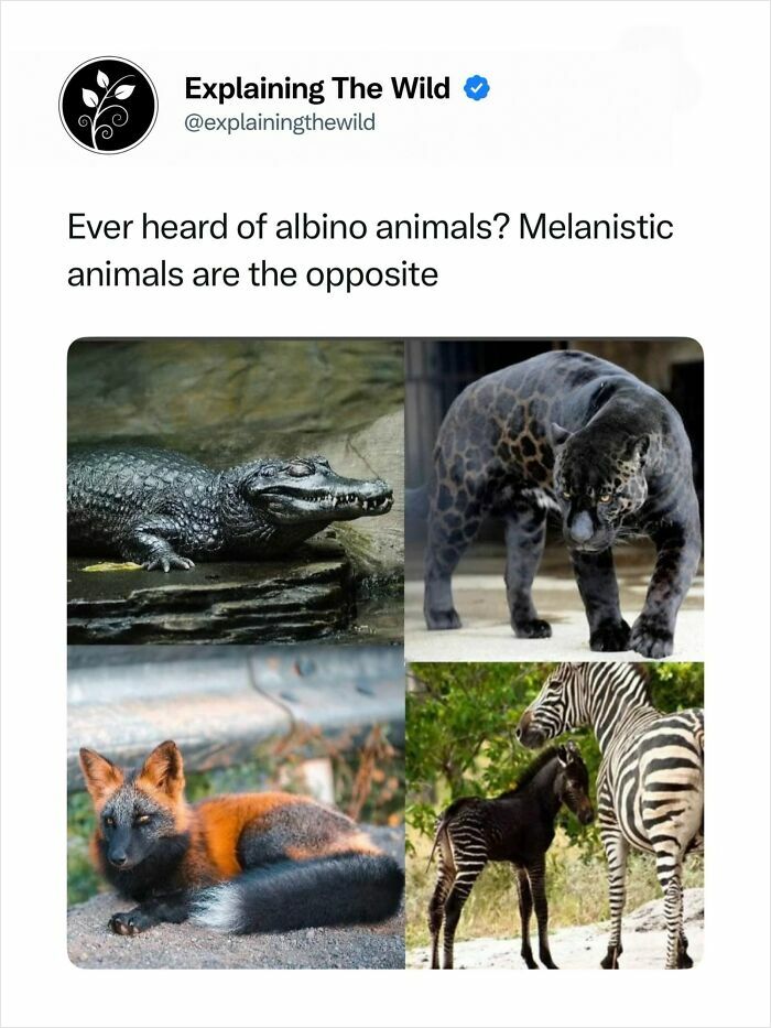 Let's Dive Into 68 Wild Facts and Pics That Will Blow Your Mind
