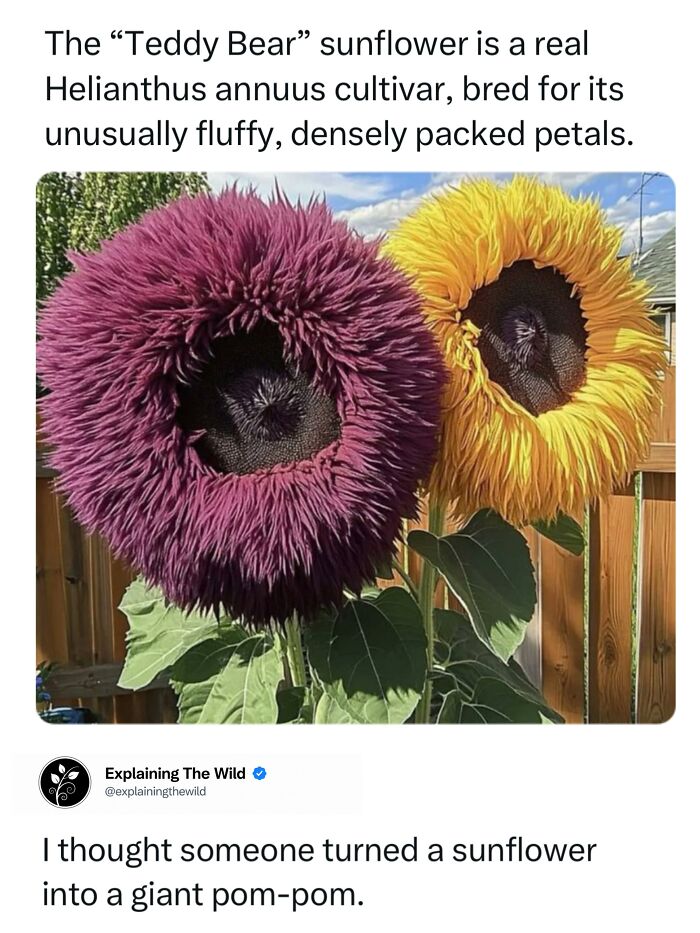 Let's Dive Into 68 Wild Facts and Pics That Will Blow Your Mind