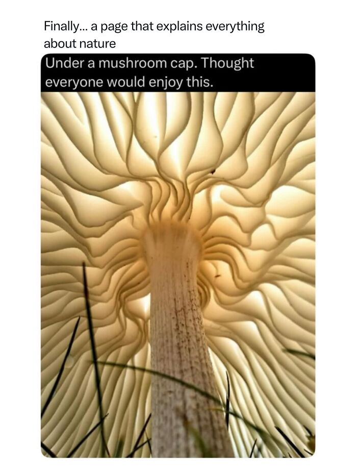 Let's Dive Into 68 Wild Facts and Pics That Will Blow Your Mind