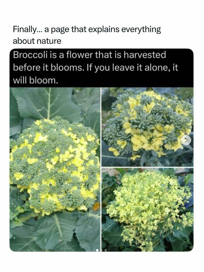Let's Dive Into 68 Wild Facts and Pics That Will Blow Your Mind