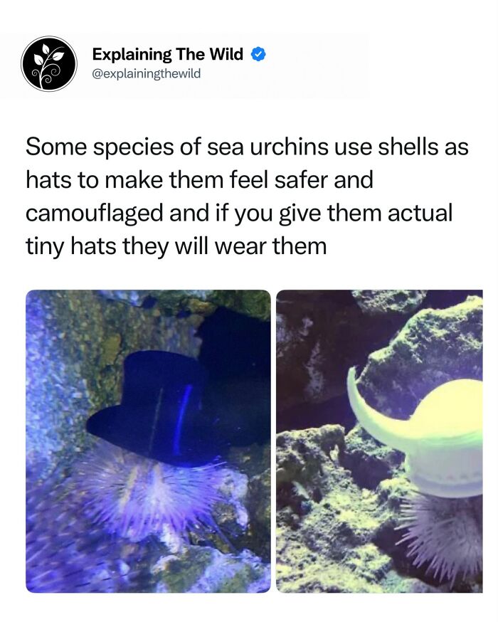 Let's Dive Into 68 Wild Facts and Pics That Will Blow Your Mind