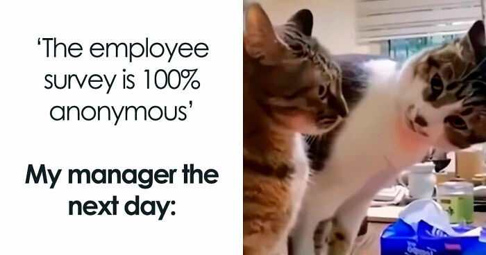 Wait, They Actually Ranked These Hilarious Animal Memes?!