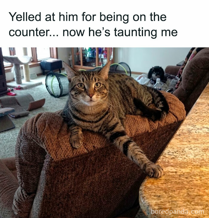 Wait, They Actually Ranked These Hilarious Animal Memes?!