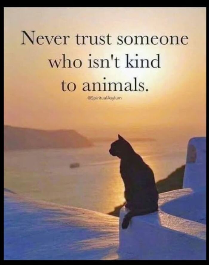 Wait, They Actually Ranked These Hilarious Animal Memes?!