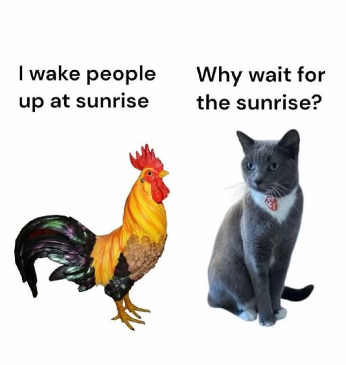 Wait, They Actually Ranked These Hilarious Animal Memes?!