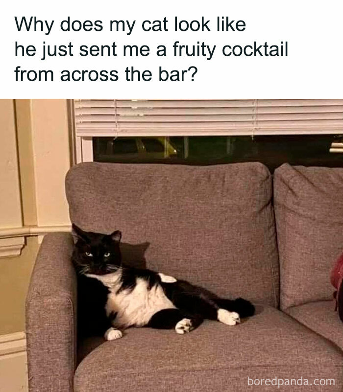 Wait, They Actually Ranked These Hilarious Animal Memes?!