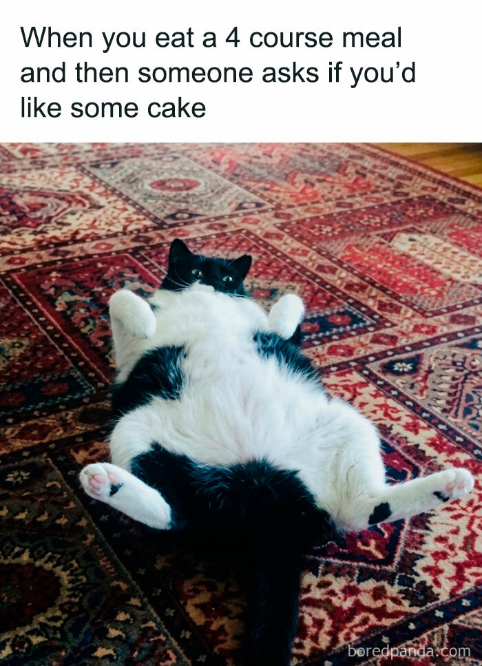 Wait, They Actually Ranked These Hilarious Animal Memes?!