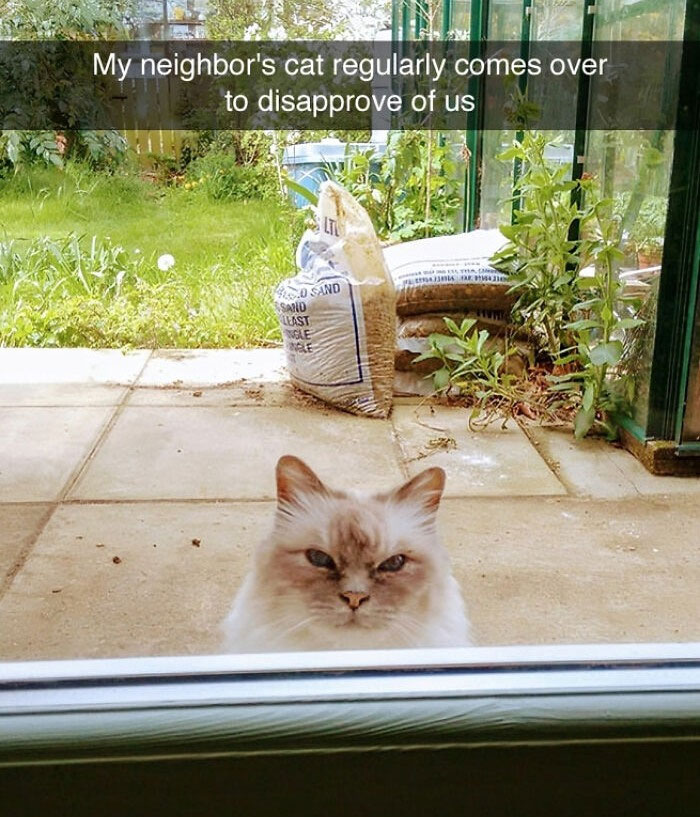 Wait, They Actually Ranked These Hilarious Animal Memes?!