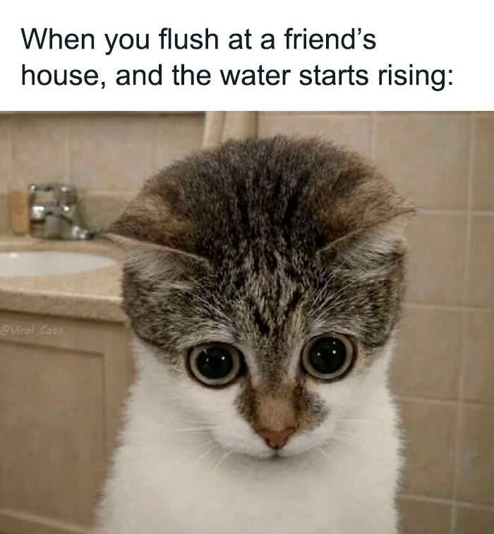 Wait, They Actually Ranked These Hilarious Animal Memes?!