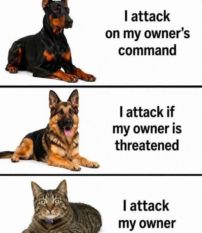 Wait, They Actually Ranked These Hilarious Animal Memes?!