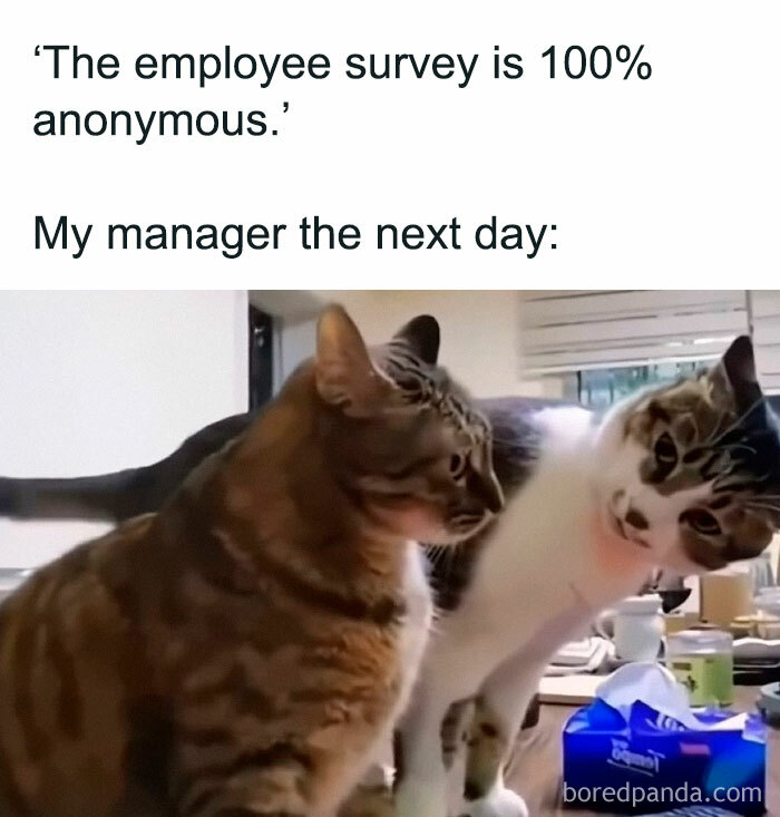 Wait, They Actually Ranked These Hilarious Animal Memes?!
