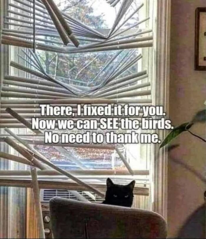 Wait, They Actually Ranked These Hilarious Animal Memes?!
