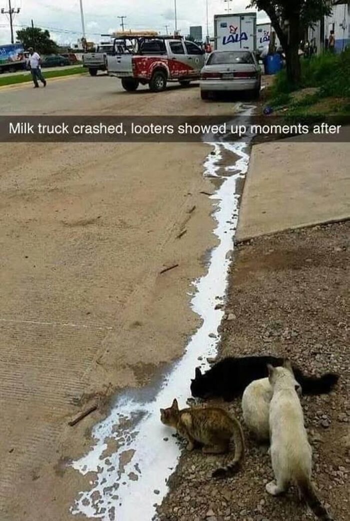 Wait, They Actually Ranked These Hilarious Animal Memes?!