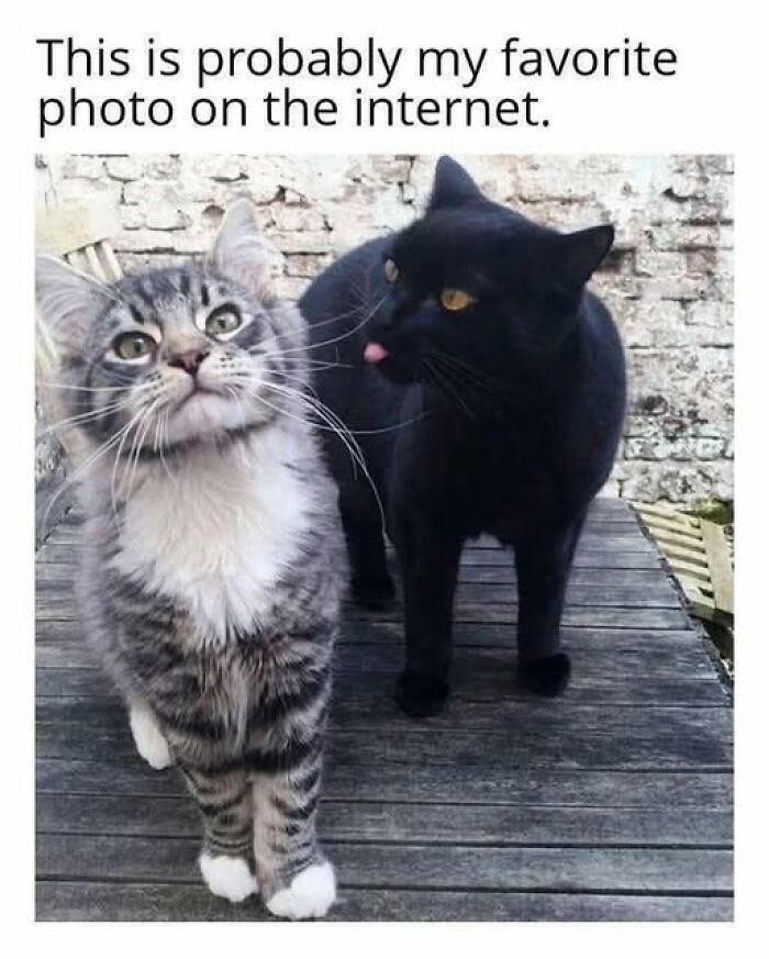Wait, They Actually Ranked These Hilarious Animal Memes?!