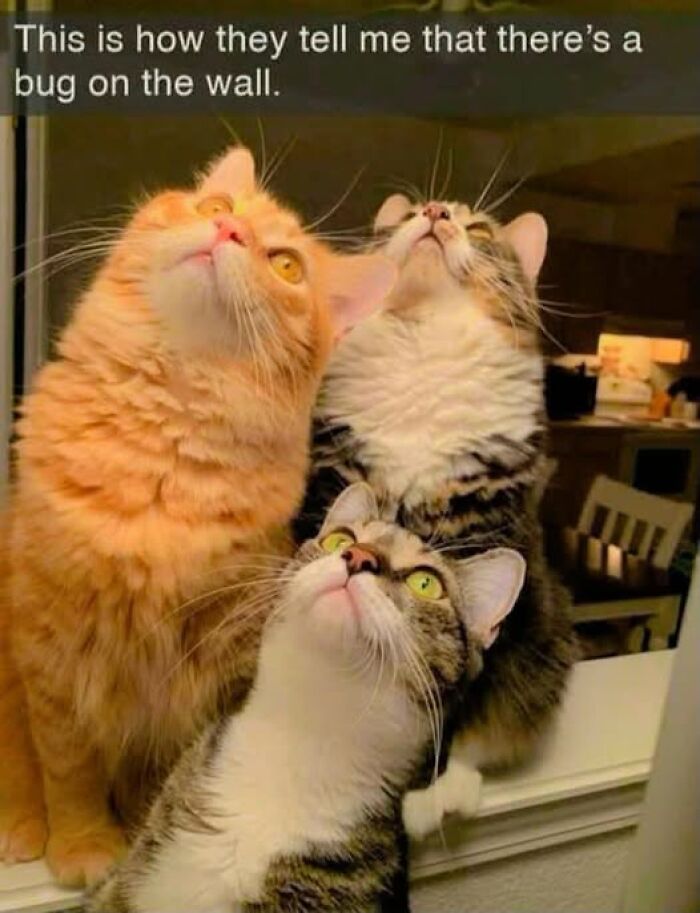 Wait, They Actually Ranked These Hilarious Animal Memes?!