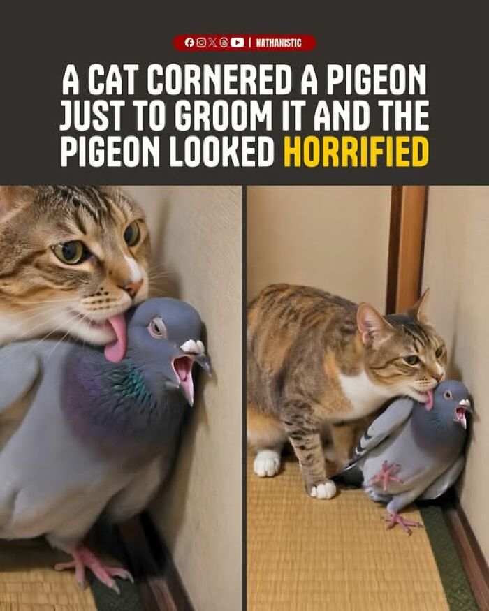 Wait, They Actually Ranked These Hilarious Animal Memes?!
