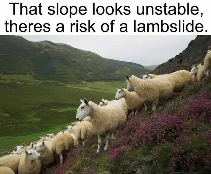 Wait, They Actually Ranked These Hilarious Animal Memes?!