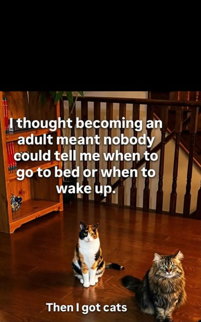 Wait, They Actually Ranked These Hilarious Animal Memes?!