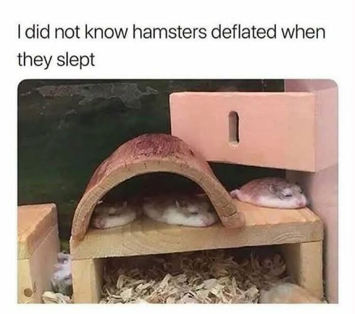 Wait, They Actually Ranked These Hilarious Animal Memes?!