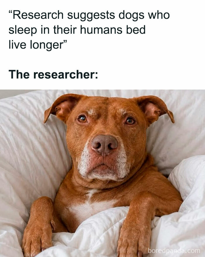 Wait, They Actually Ranked These Hilarious Animal Memes?!