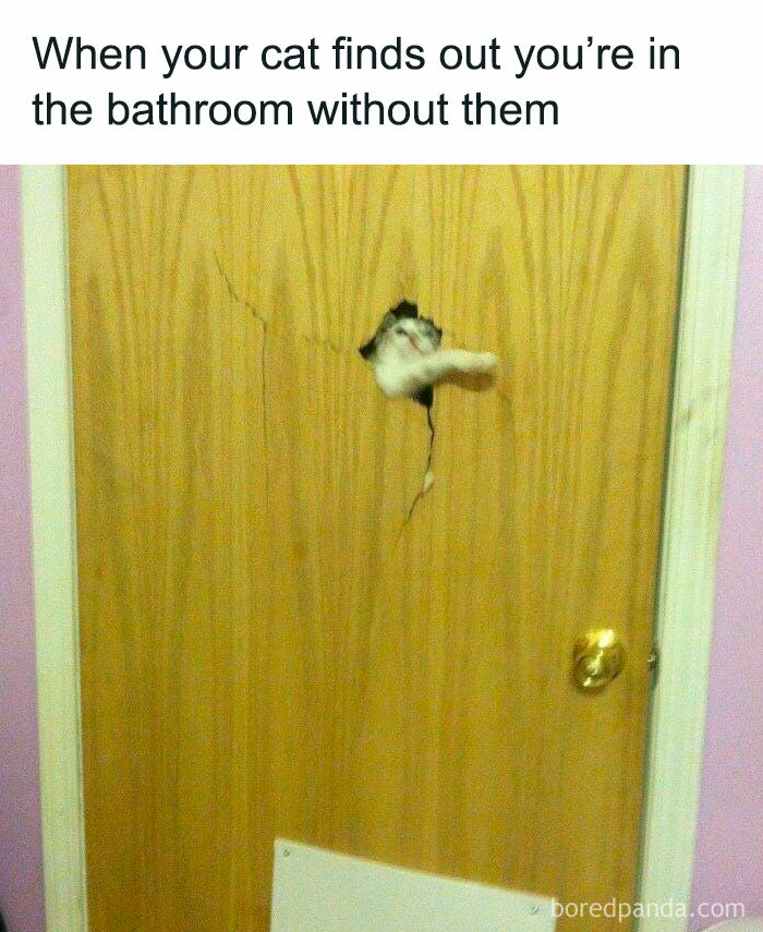 Wait, They Actually Ranked These Hilarious Animal Memes?!