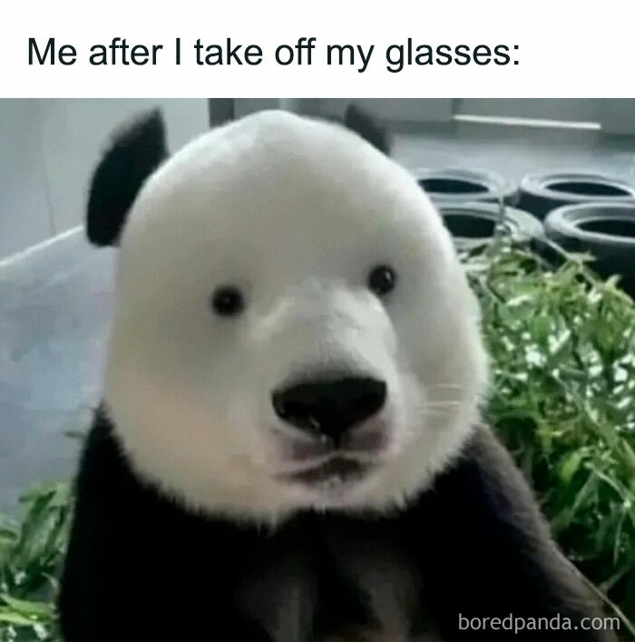 Wait, They Actually Ranked These Hilarious Animal Memes?!