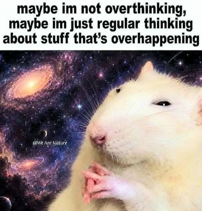 Wait, They Actually Ranked These Hilarious Animal Memes?!