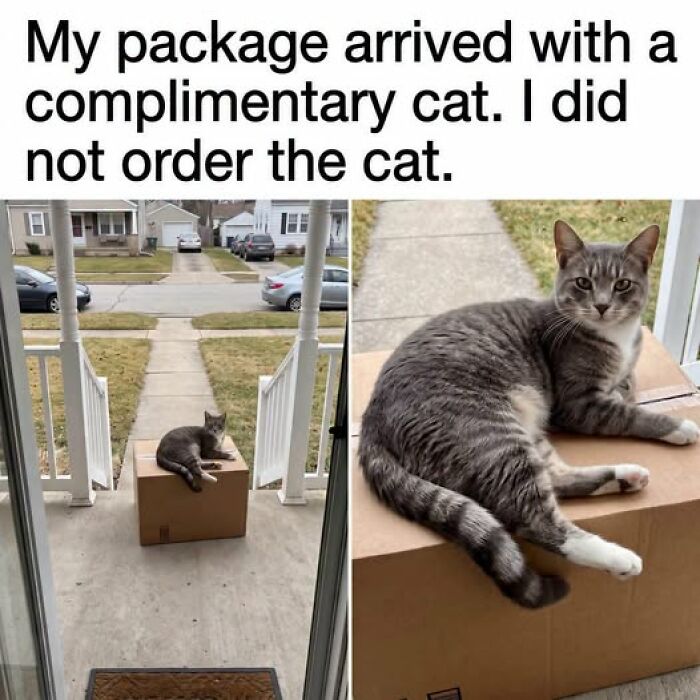 Wait, They Actually Ranked These Hilarious Animal Memes?!