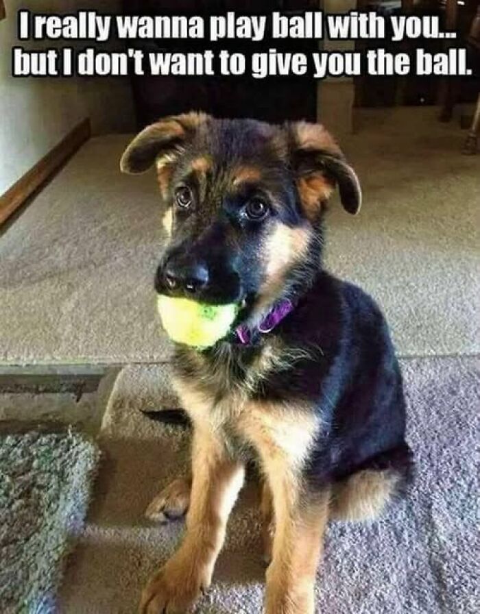 Wait, They Actually Ranked These Hilarious Animal Memes?!