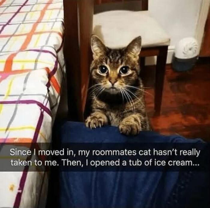 Wait, They Actually Ranked These Hilarious Animal Memes?!