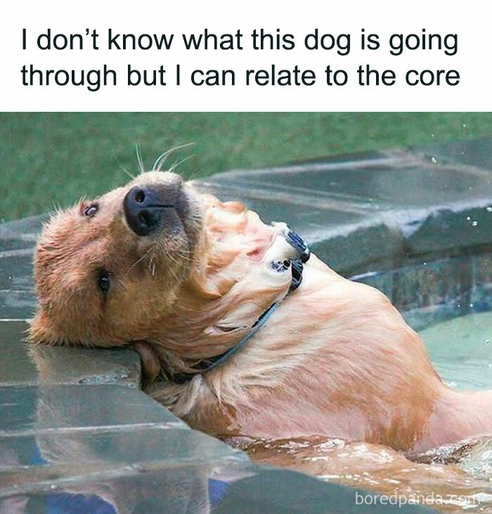 Wait, They Actually Ranked These Hilarious Animal Memes?!