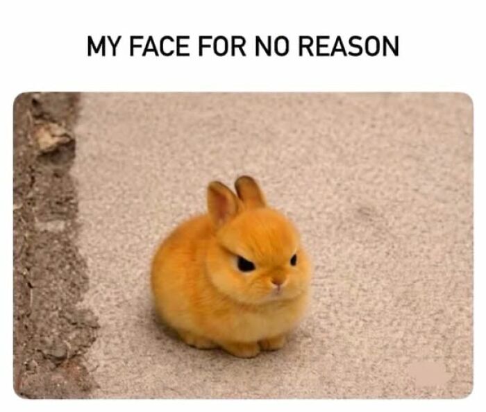 Wait, They Actually Ranked These Hilarious Animal Memes?!