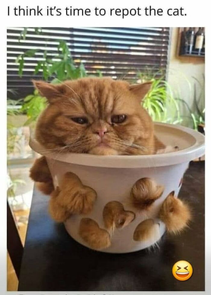 Wait, They Actually Ranked These Hilarious Animal Memes?!